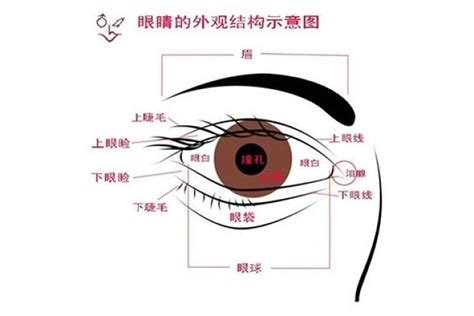 眼睛 部位|眼（人或动物的视觉器官）